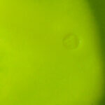 Yellow fluorescent - shiny color for anatomic climbing holds